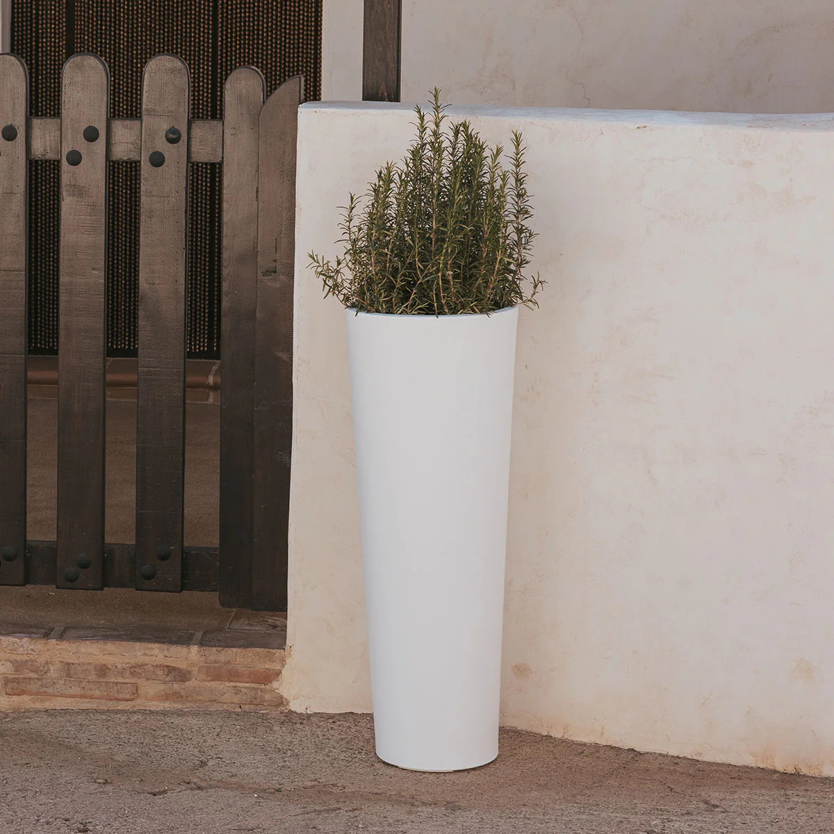 HAUT POT DE FLEURS FICUS 80