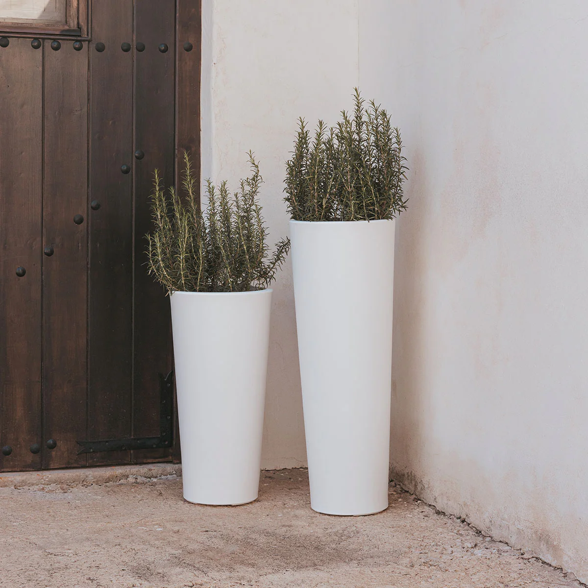 HAUT POT DE FLEURS FICUS 80 - Image 2