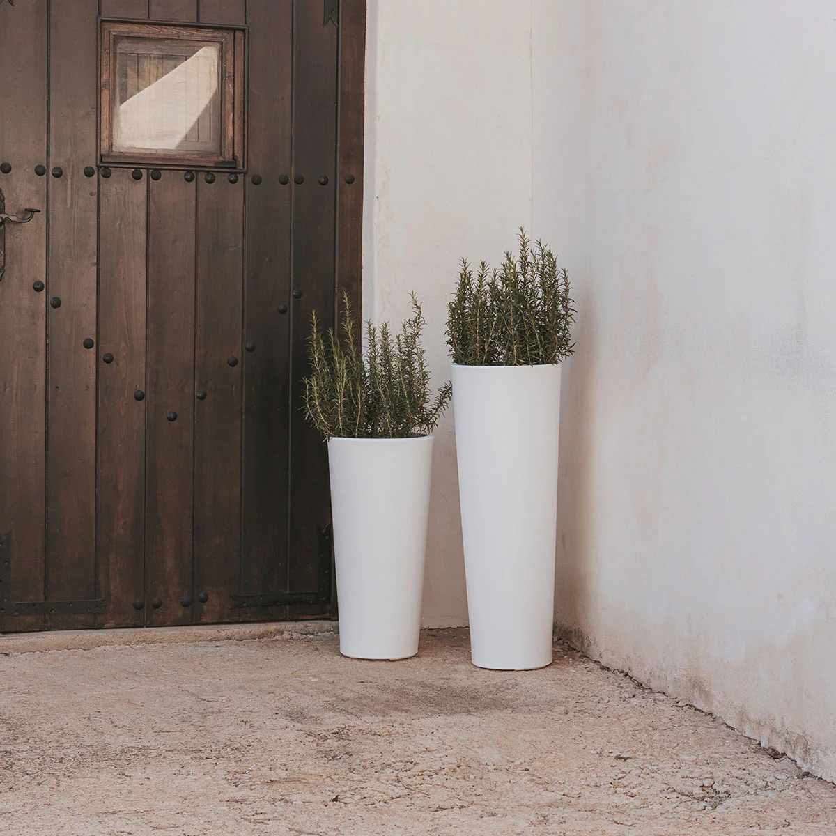 HAUT POT DE FLEURS FICUS 80 - Image 4