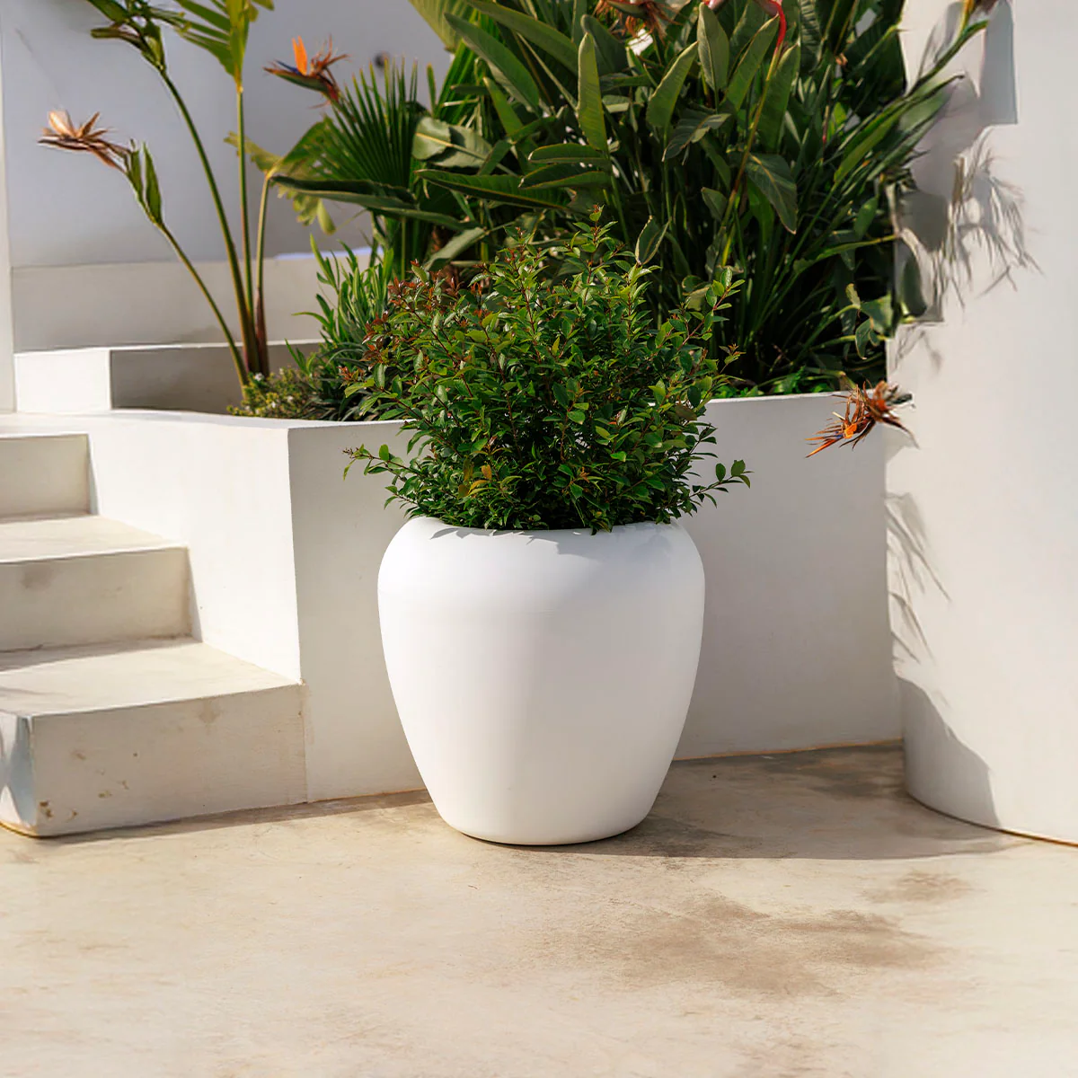 Nouveautés dans les pots de fleurs